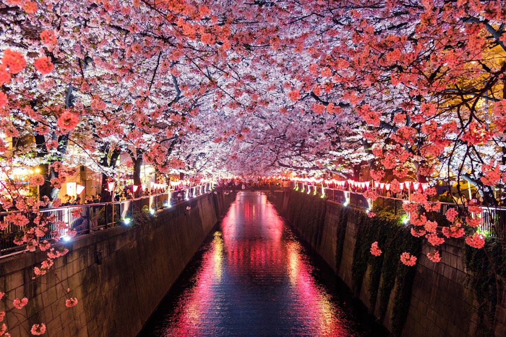 桜並木の運河