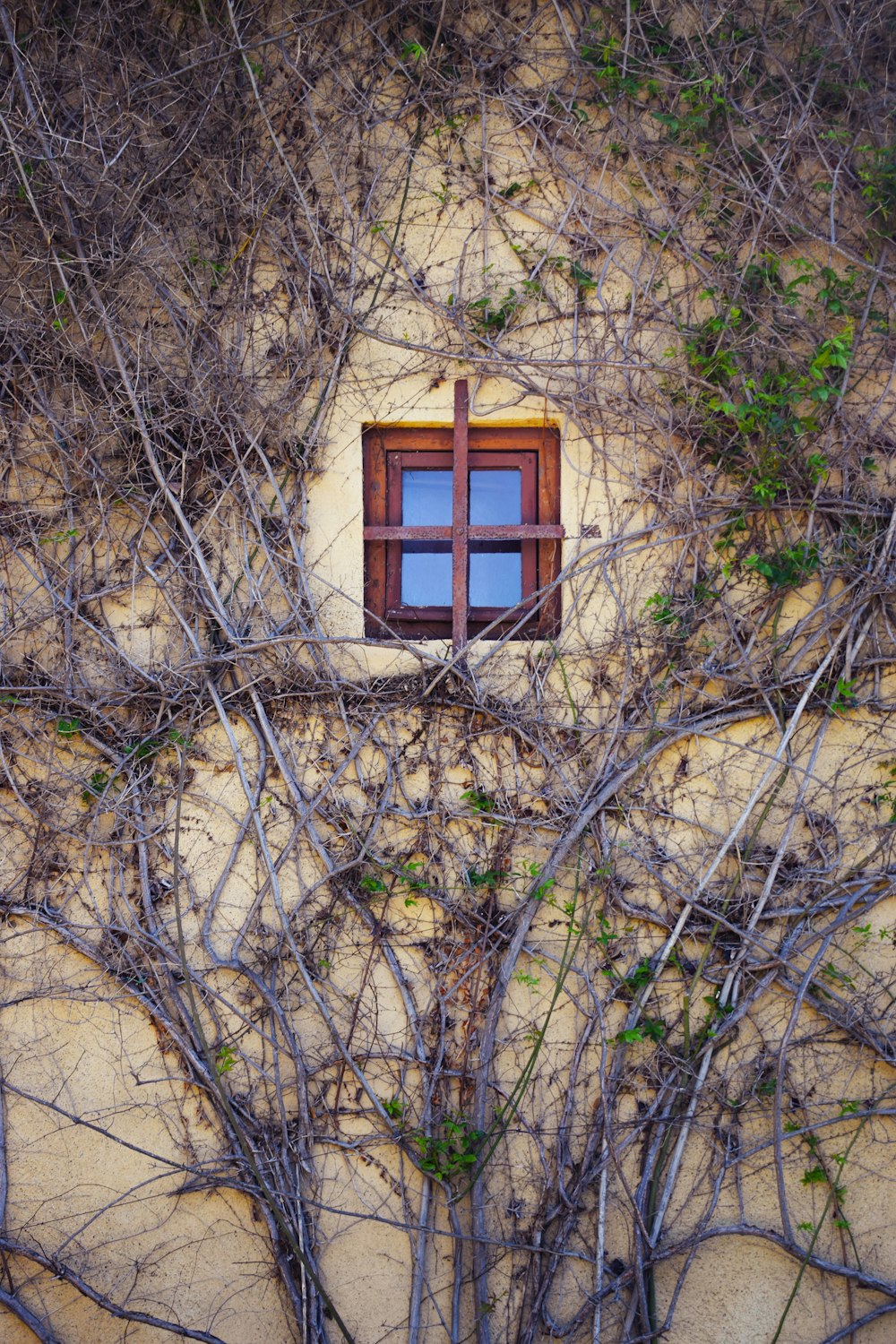 brown window
