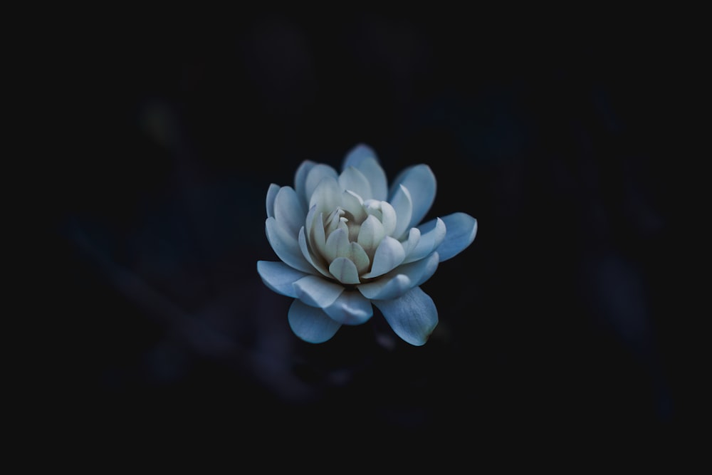 blue flower