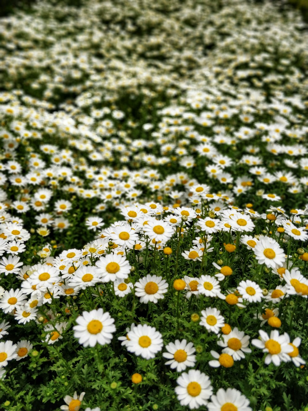 campo de flores de margaritas blancas durante el día