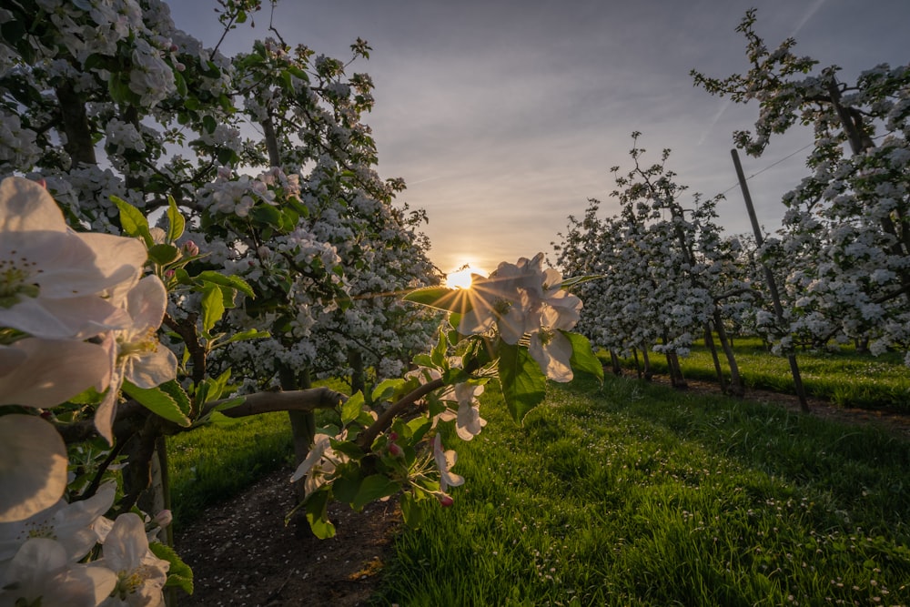 the sun is shining through the trees in the orchard