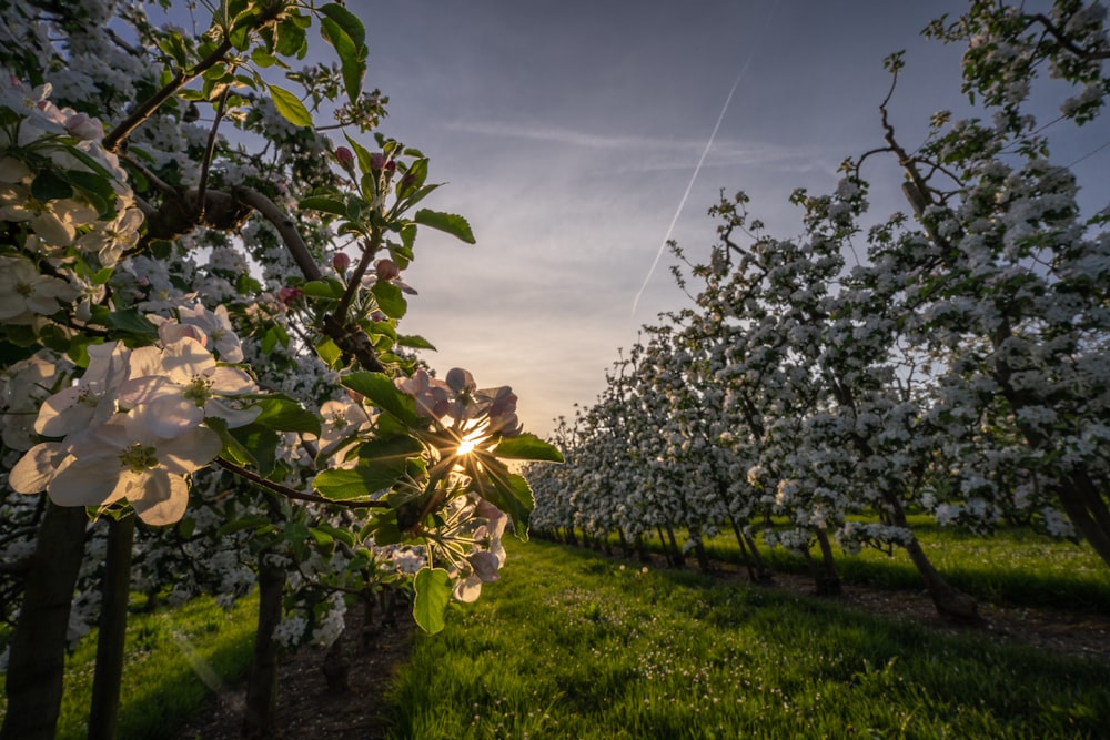 a row of trees with white flowers on them