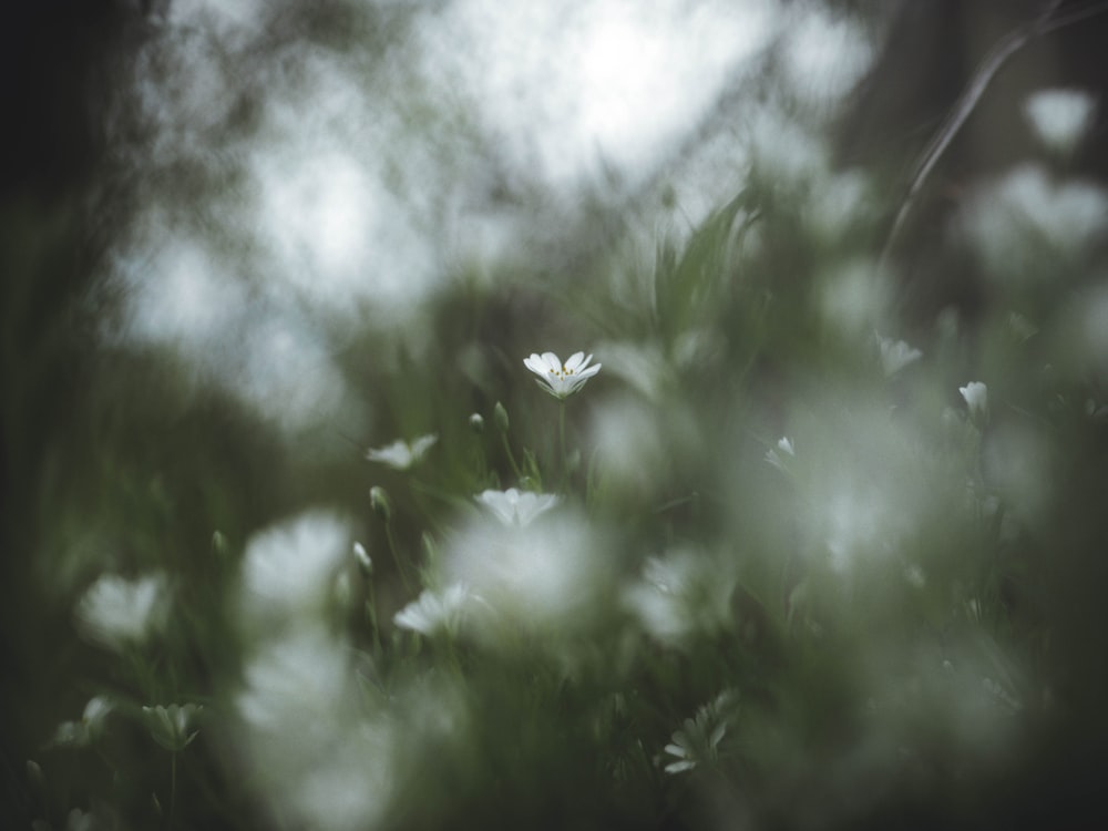 Flachfokusfotografie von weißen Blüten