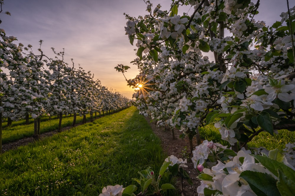 white flower field under cloudy sky