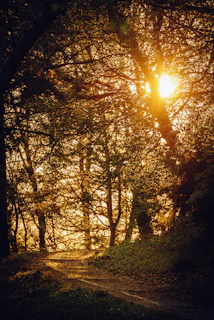 Golden sunlight filtering through ancient trees in a quiet forest path.