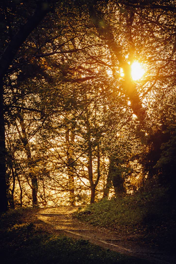 Golden sunlight filtering through tree branches over a quiet forest path at dawn