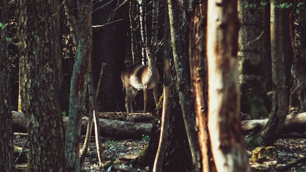 wildlife photography of buck in the middle of the forest