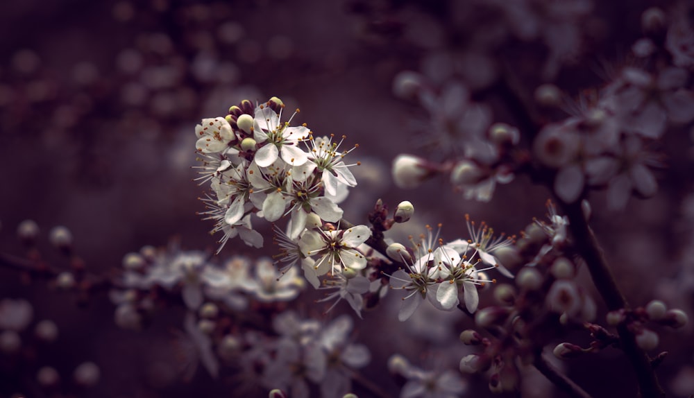 shallow focus photography of white petal flowers