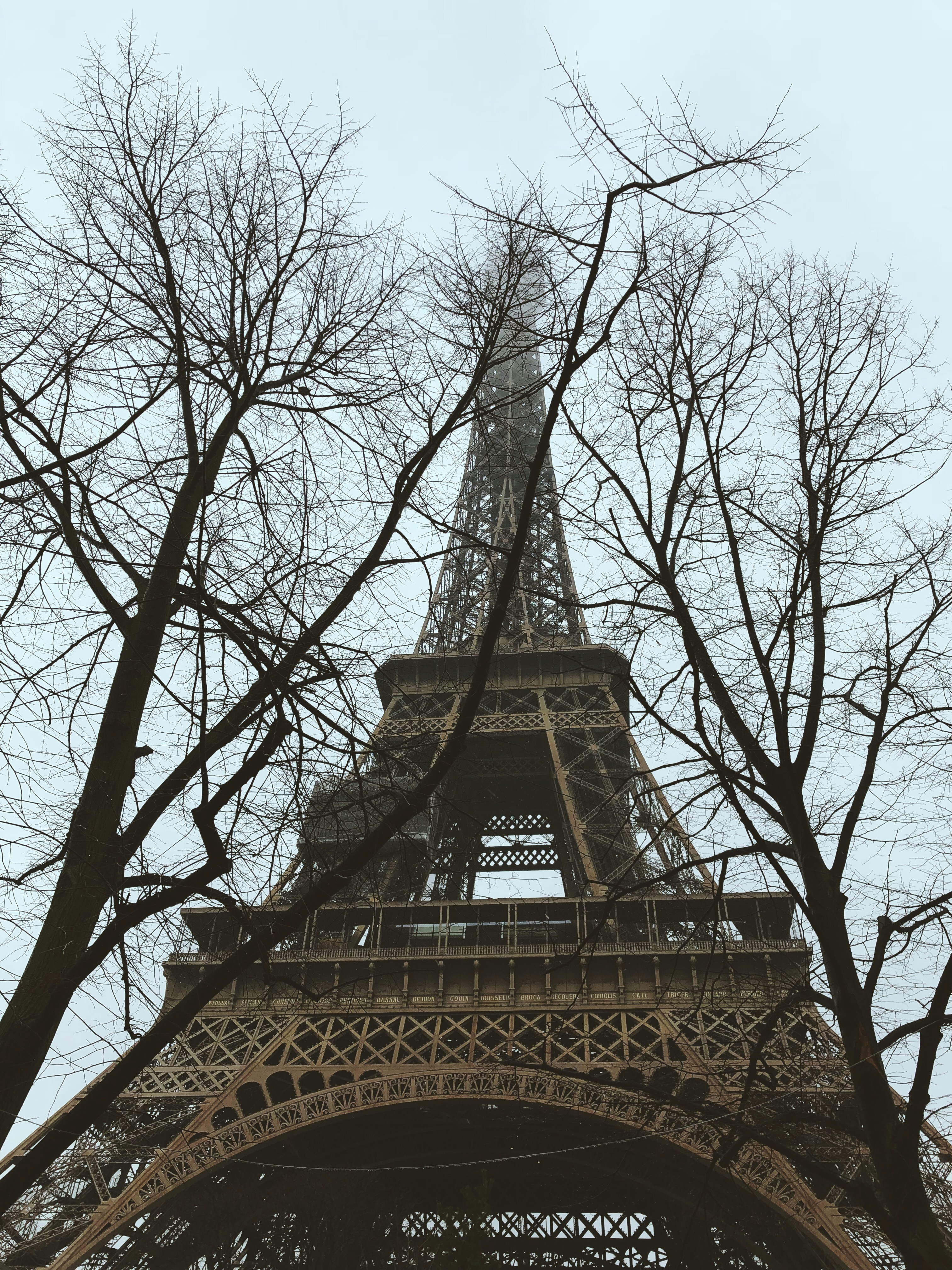 two bare trees near Eiffel Tower