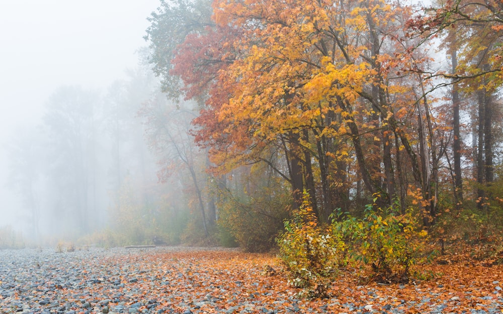 landscape photography of trees