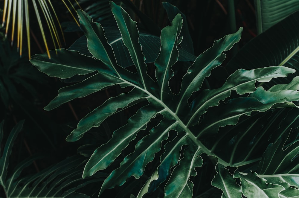 Landschaftsfotografie einer grünblättrigen Pflanze