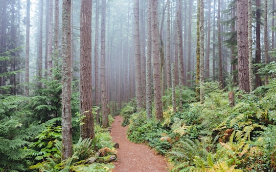 photo of Issaquah Forest near Space Needle