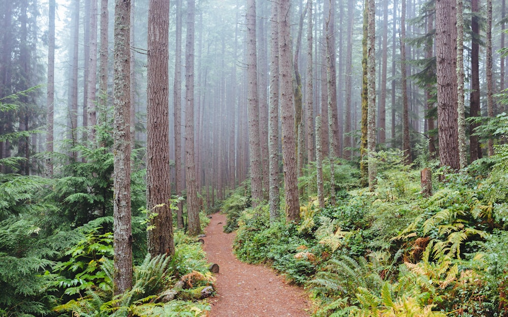 landscape photography of forest