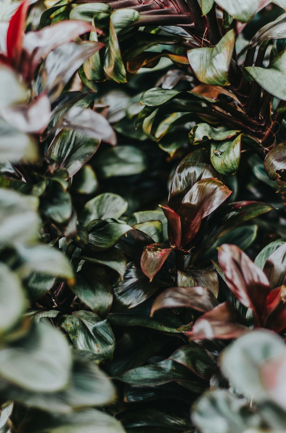 selective focus photography of maroon and green leafed plant