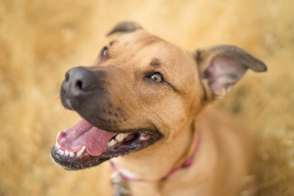 short-coated brown dog