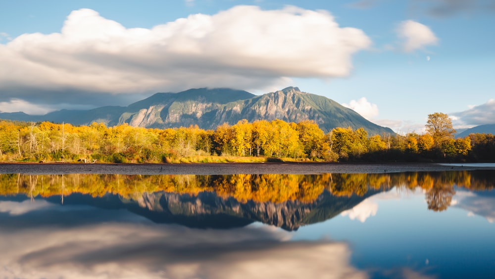 Photo de la forêt brune près du plan d’eau