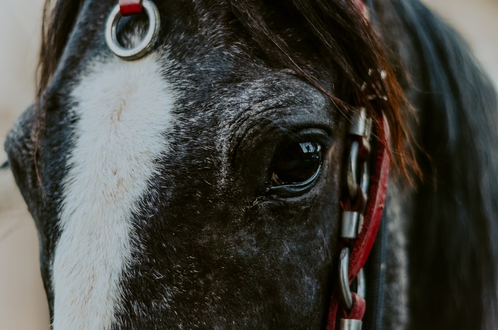 closeup photo of black and white horse