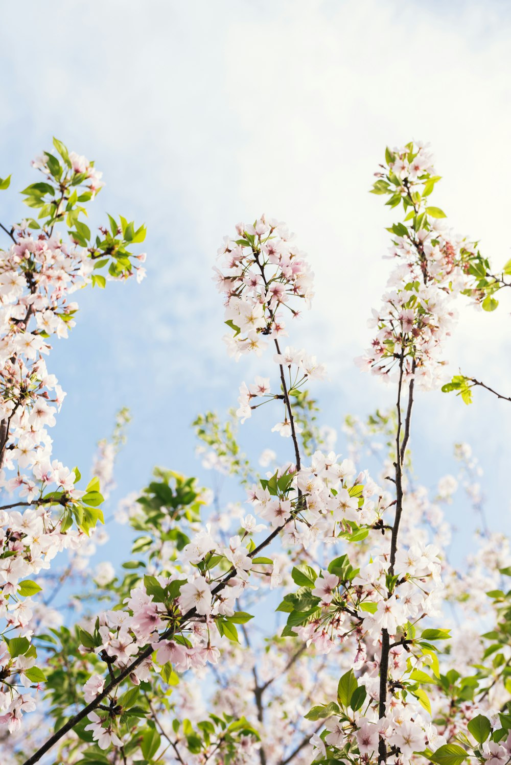 low angle photography of white flowers