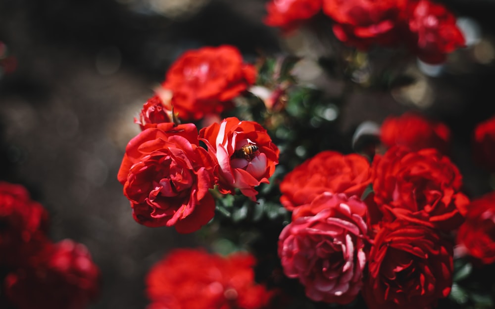 shallow focus photography of red flower