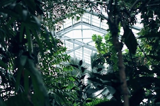 worm's eye view photography of leafed trees