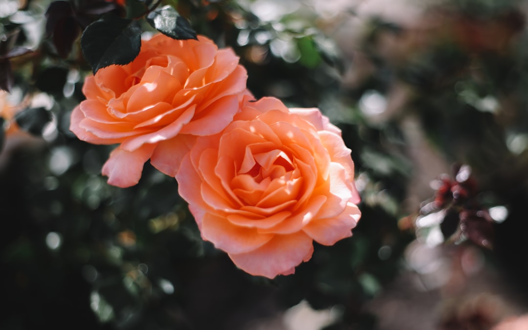 two orange flowesr,