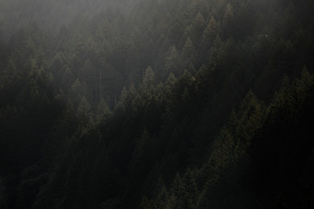 arbres verts sous un ciel ensoleillé