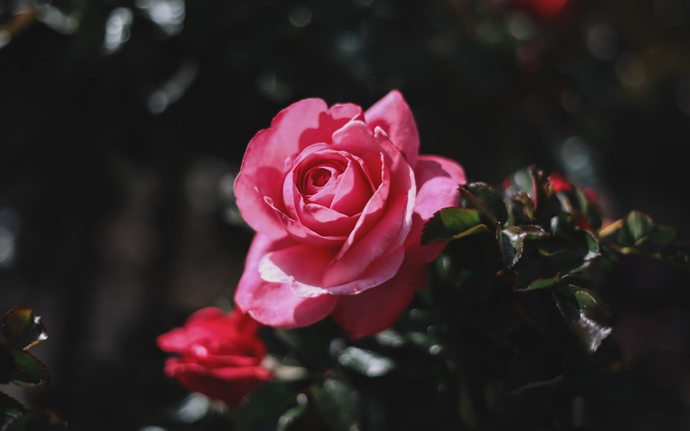foto de closeup da flor rosa rosa