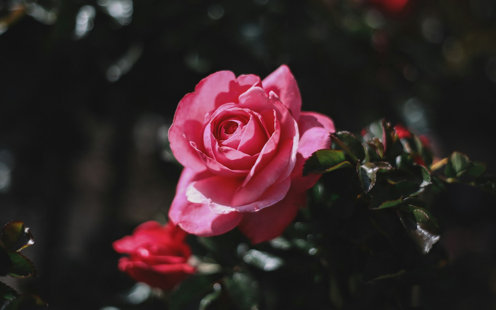 Canon EF 50mm f/1.8 sample photo. Closeup photo of pink photography