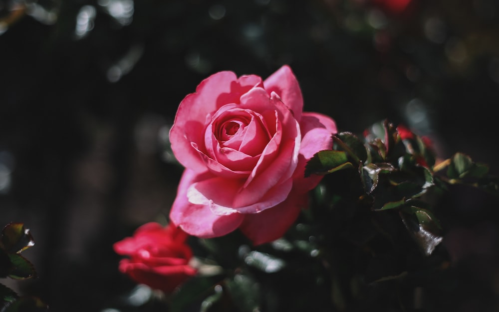 closeup photo of pink rose flower