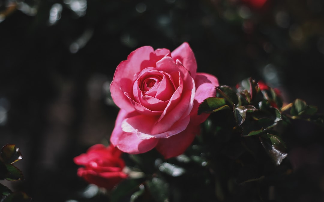 closeup photo of pink rose flower,