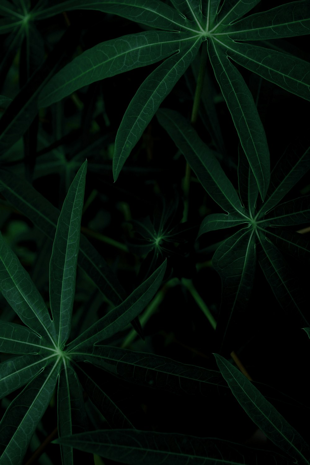 녹색 식물의 프레임 사진 채우기