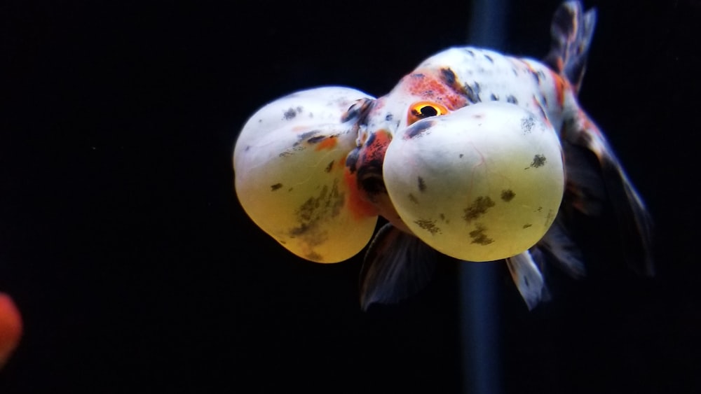 shallow focus photography of white and red fish