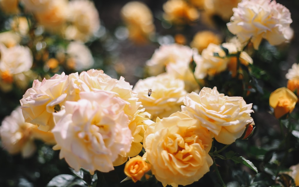 노란 카네이션 꽃의 근접 촬영 사진