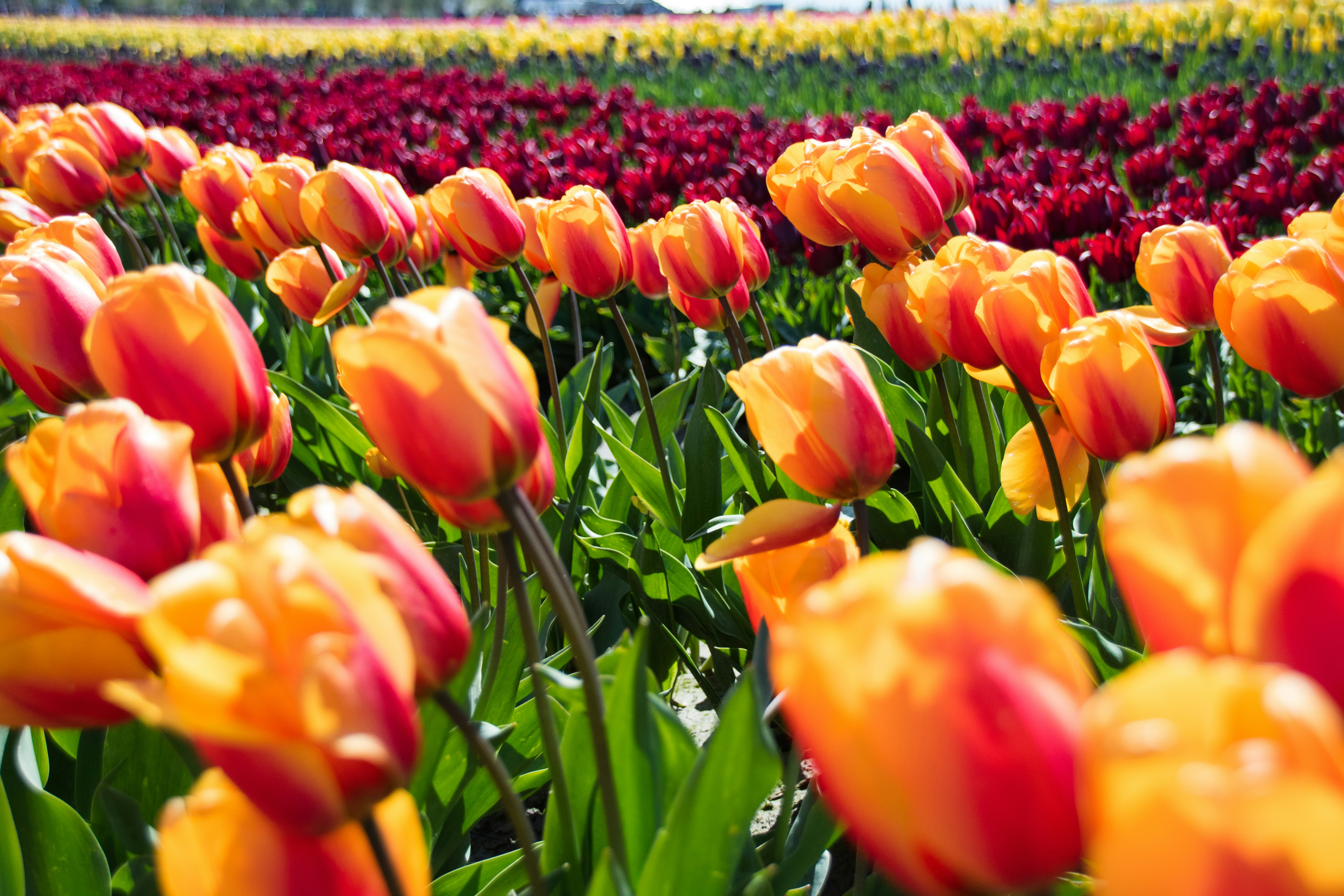 orange tulip flower field, Taken at the Tulip Festival in Skagit Valley, Washington, on a warm, sunny yet very windy day. The colors in this photo give me a warm sense of happiness.