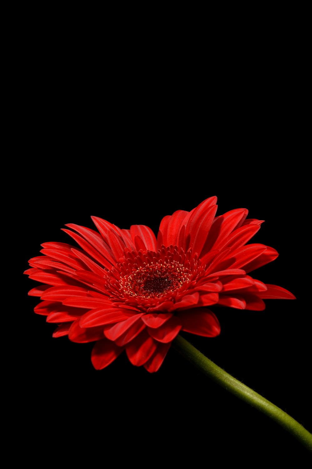 빨간 꽃잎이 달린 꽃의 매크로 사진