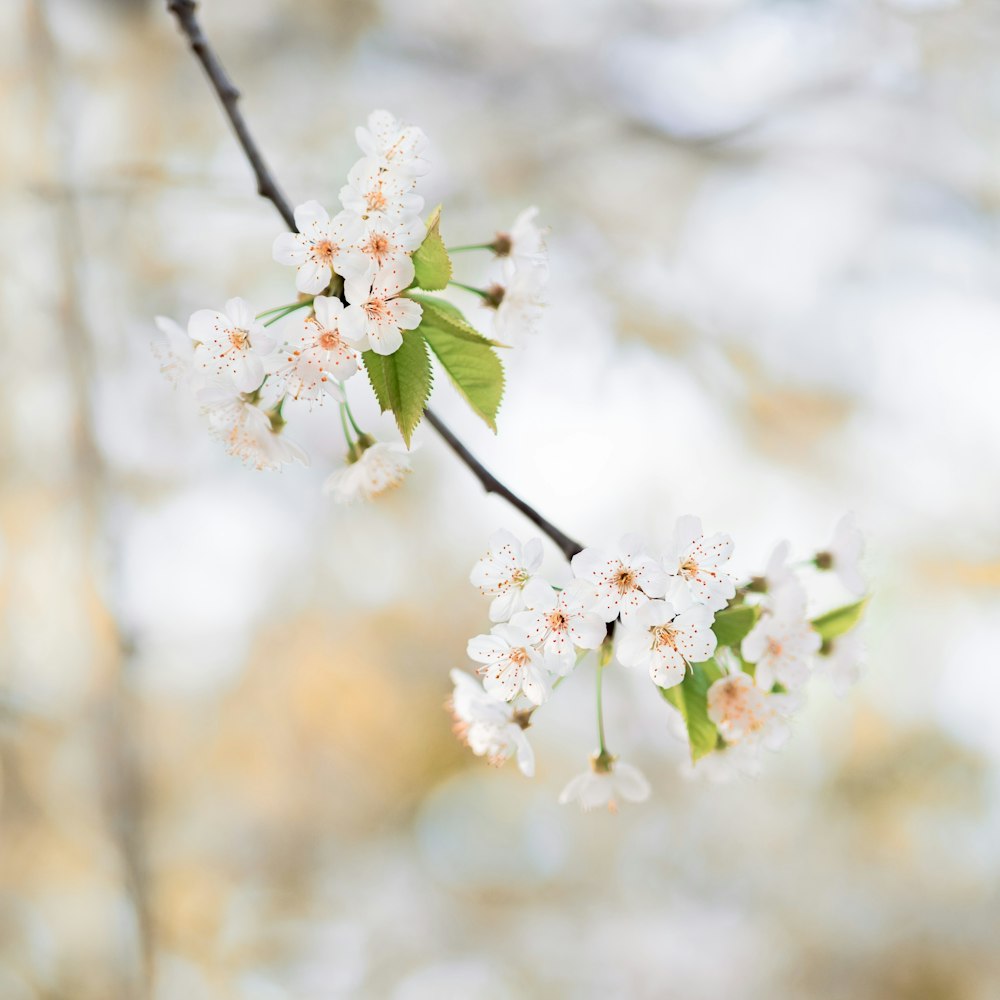 shallow focus photography of white flowers