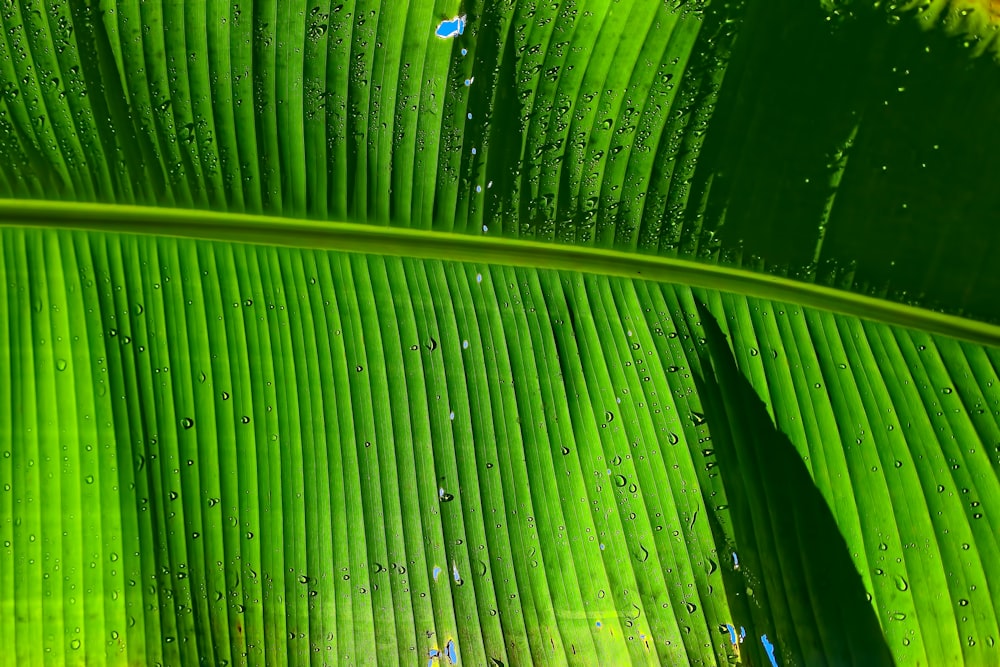 green banana leaf