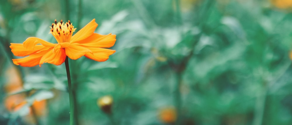 shallow focus photography of yellow flower