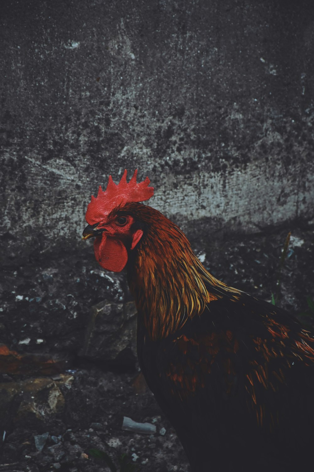 shallow focus photography of rooster