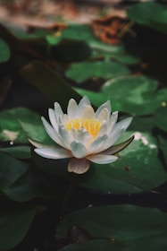 A white lotus flower with yellow stamens is centered, surrounded by green lily pads floating on dark water. The petals of the lotus are delicate and slightly translucent, with droplets of water resting on them. The overall scene is serene and tranquil.