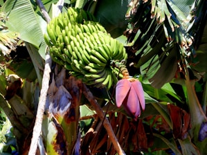 A large cluster of green bananas hangs from a banana tree, surrounded by broad tropical leaves. A prominent purple banana flower is visible at the end of the cluster. The leaves show signs of wear and tear, with some brown and yellowing edges.