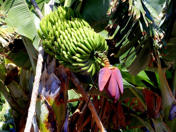 A large cluster of green bananas hangs from a banana tree, surrounded by broad tropical leaves. A prominent purple banana flower is visible at the end of the cluster. The leaves show signs of wear and tear, with some brown and yellowing edges.