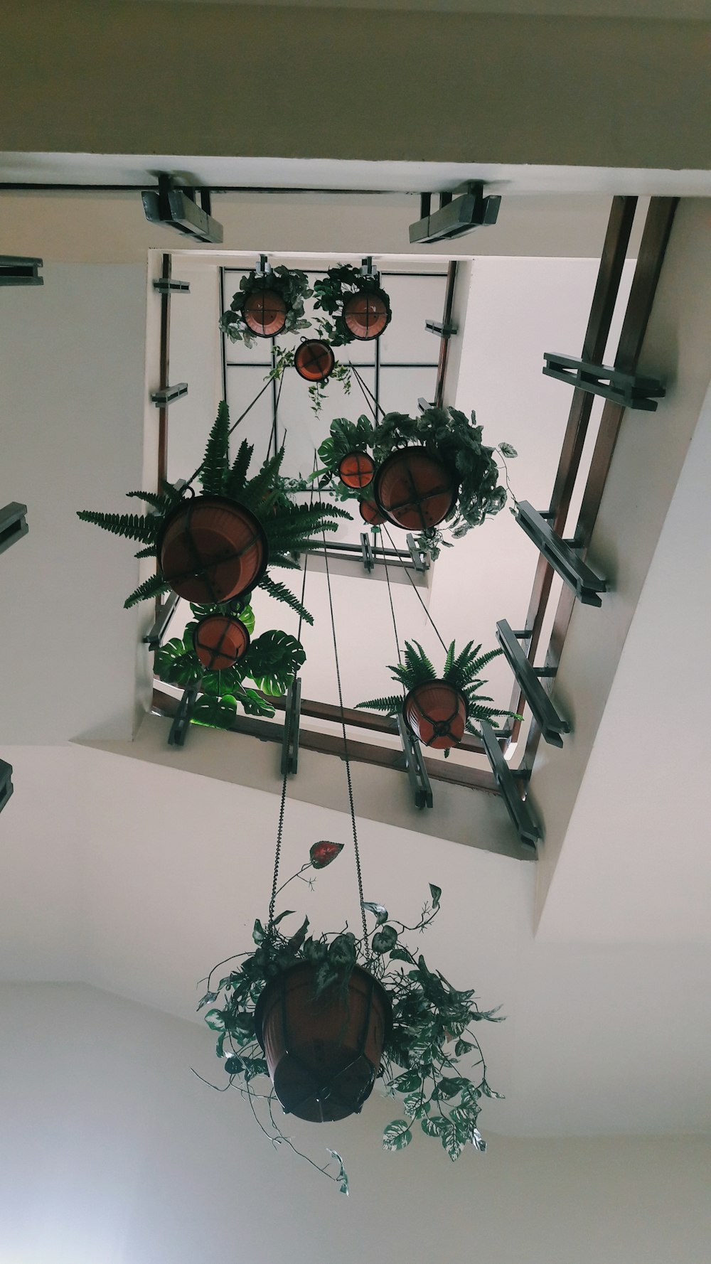 Photographie en contre-plongée de pots de plantes suspendus au plafond