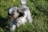 A small, fluffy dog with a mix of white, gray, and black fur is energetically running through a grassy field. Its fur appears to be slightly ruffled by the motion, and it looks focused and playful.