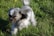 A small, fluffy dog with a mix of white, gray, and black fur is energetically running through a grassy field. Its fur appears to be slightly ruffled by the motion, and it looks focused and playful.
