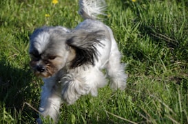 A small, fluffy dog with a mix of white, gray, and black fur is energetically running through a grassy field. Its fur appears to be slightly ruffled by the motion, and it looks focused and playful.