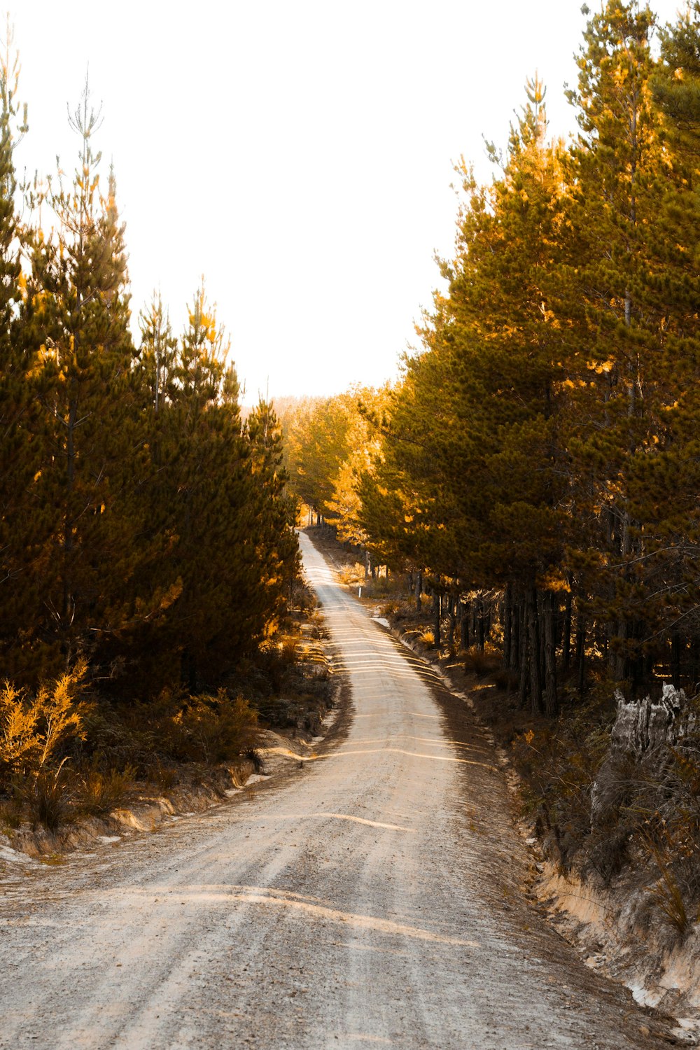 gray road in surrounded by green trees