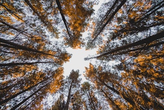 low angle photography of forest