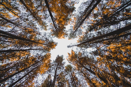 low angle photography of forest