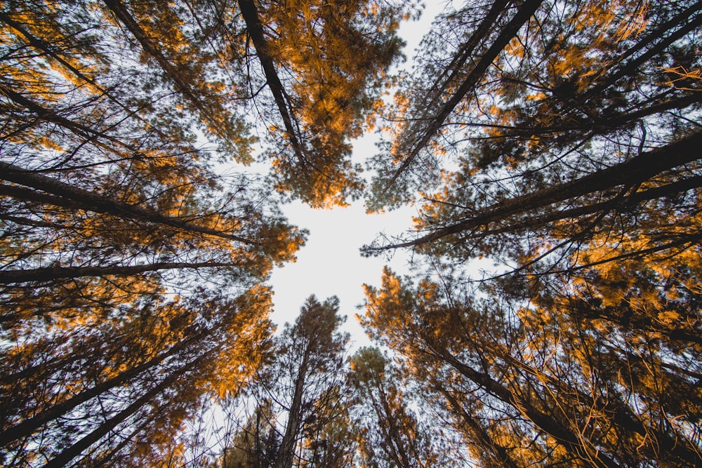 Photographie en contre-plongée de la forêt